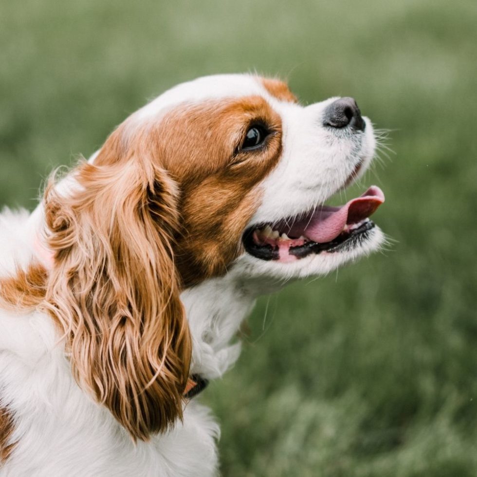 Vet Near Me Lubbock, TX 79423 Cooper Veterinary Clinic