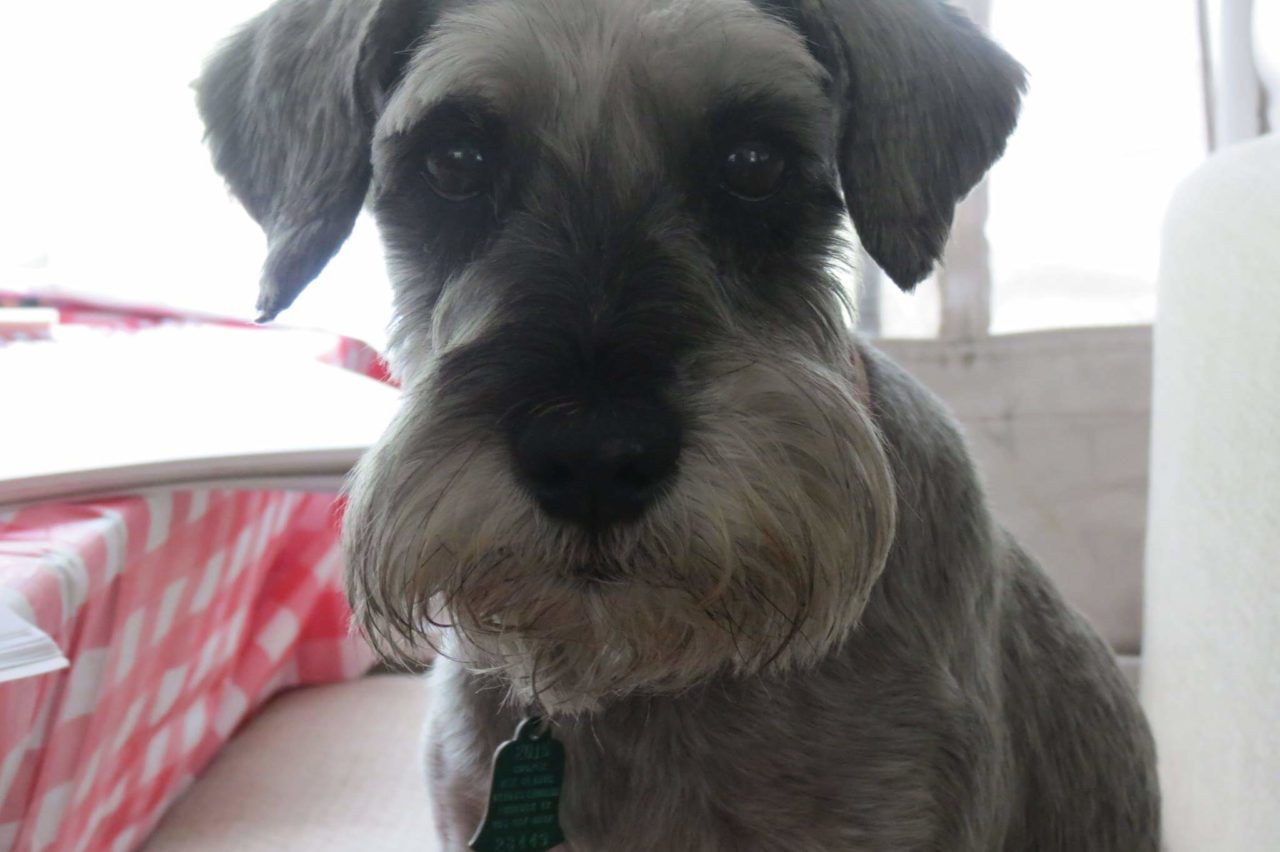 Cooper Veterinary Clinic Gallery Vet Clinic In Lubbock, TX