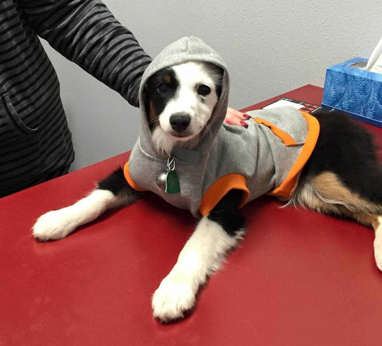 Cooper Veterinary Clinic Gallery Vet Clinic In Lubbock, TX