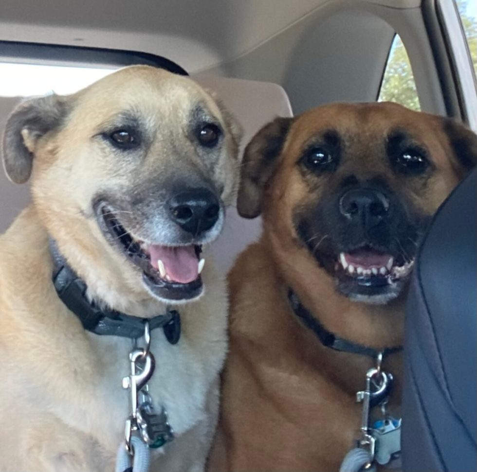 Cooper Veterinary Clinic Gallery Vet Clinic In Lubbock, TX